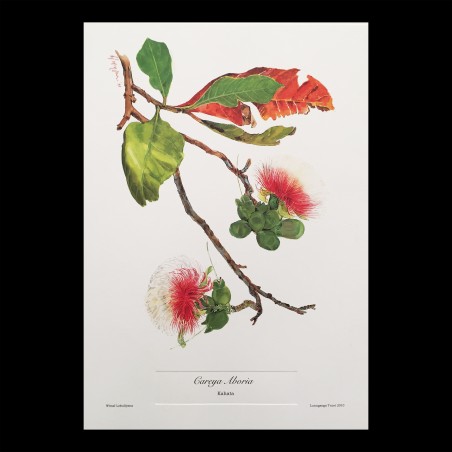 Kahata (Careya Aboria) Botanical Print